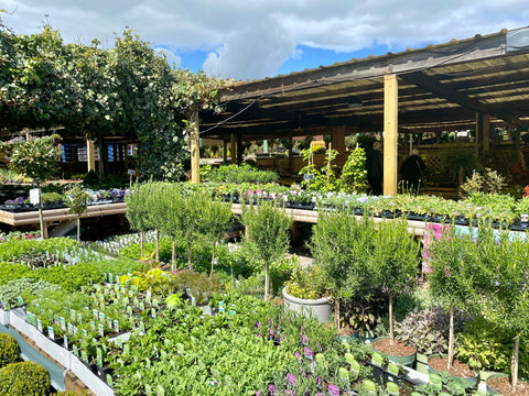 harpins garden centre - plewsy