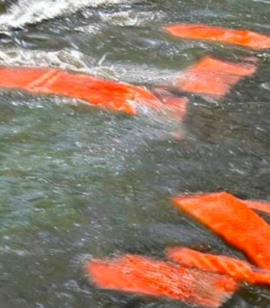 show me salmon in a river