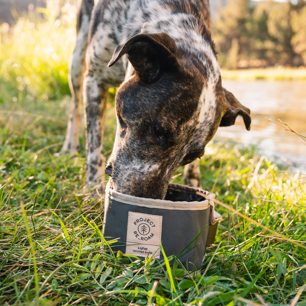 Collapsible Dog Bowl