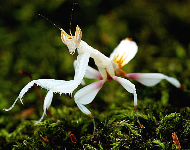 Criando mantis orquídea – L'insecterie