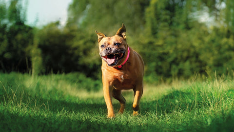 Brown, small breed Staffordshire Bull Terrier dog, looking happy in the park