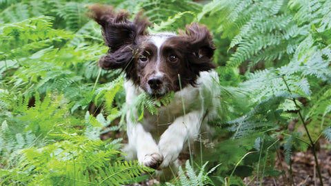 Small liver and white English Springer Spaniel jumping through the ferns in the forest. She uses joint supplement Antinol for healthy mobility