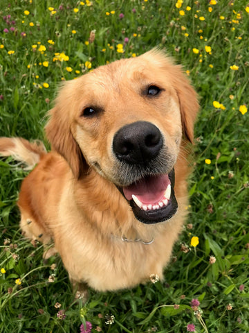 A smiling Grace in the field