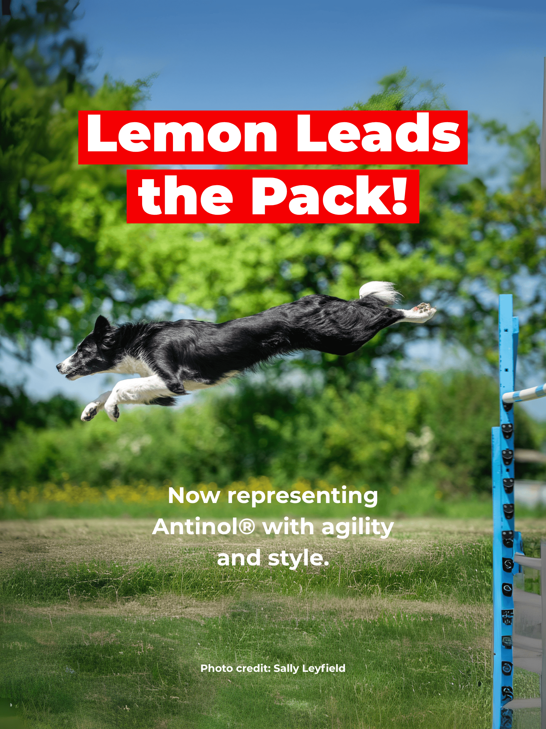 Lemon Mobile Banner