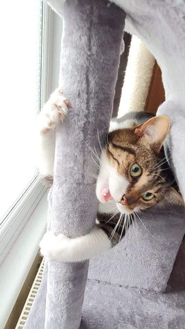 Tabby cat playing on cat tree