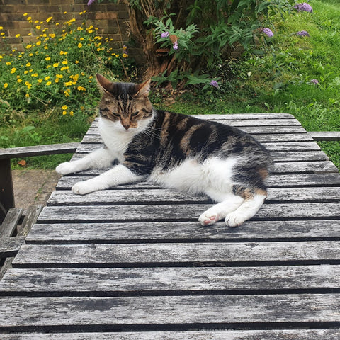 Tabby cat with amputated tail sleeping on wooden crate - Joint health