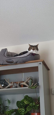 Tabby cat sleeping on high shelf - joint health