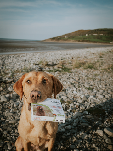 Bonnie by the beach with Antinol