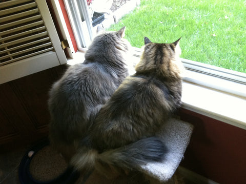 Bonnie and her friend - forest cats looking out of the window - Antinol