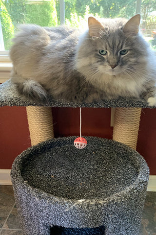 Bonnie Siberian Forest Cat sitting on top of cat tree