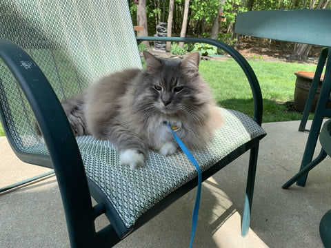 Bonnie Siberian Forest Cat sitting on garden chair with lead on