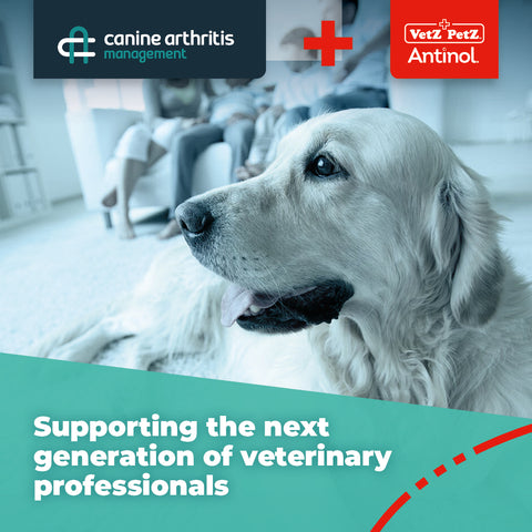 Canine Arthritis Management & Vetz Petz Antinol partnership. Golden Retriever lying on floor in front on family. Overlaid with text "Supporting the next generation of veterinary professionals".