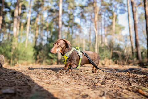 Pops @popsthesausage out on a walk