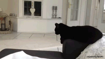 Black cat high fiving man as he walks past