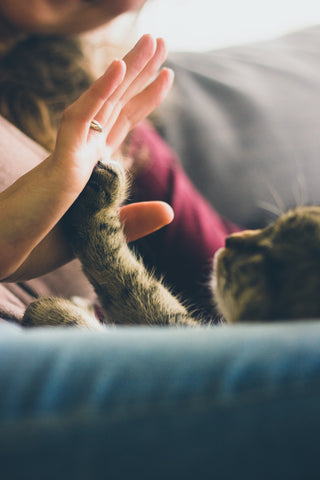 tabby cat high-fiving owner