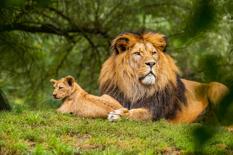 Lion and lion cub lying down - green forest background - new years resolutions - sponsor big cat
