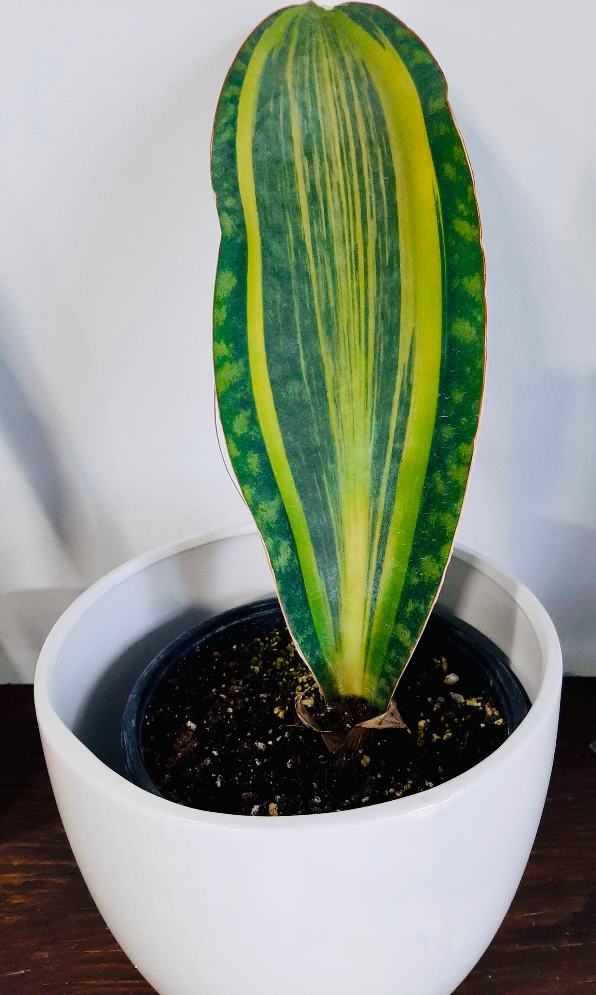 Whale Fin Sansevieria Variegata Gro For It