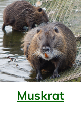 Muskrat Animal Spirit Guide Meaning