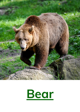 Bear Animal Spirit Guide Meaning