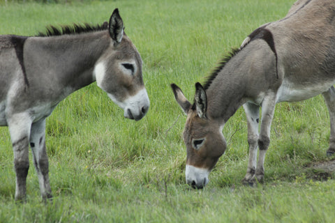 Donkey Animal Spirit Guide Meaning