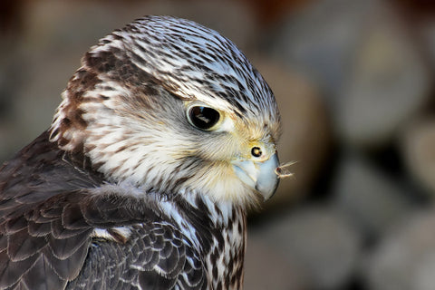 Falcon Animal Spirit Guide Meaning