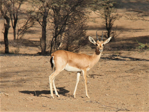 Gazelle Animal Spirit Guide Meaning