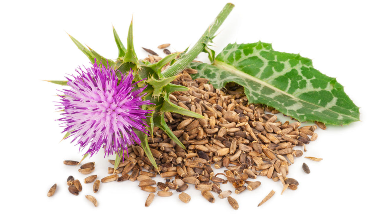 milk-thistle-for-fatty-liver-disease-and-more-the-amino-company