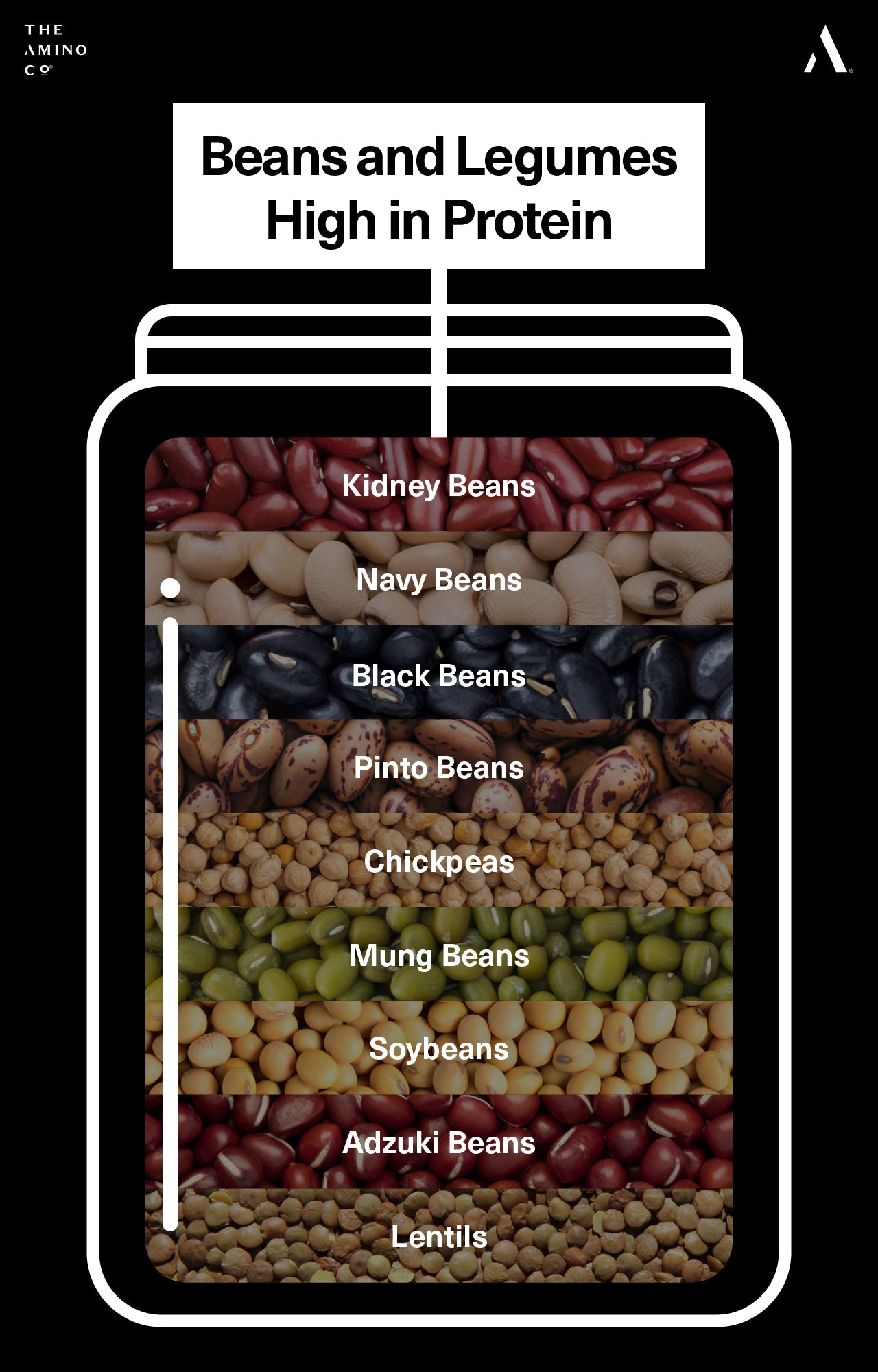 Beans and Legumes High in Protein