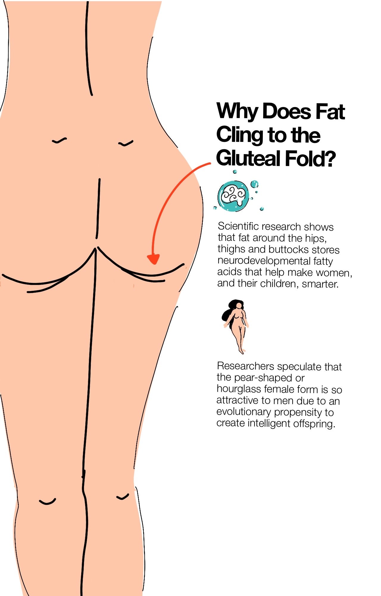 Gluteal_fold