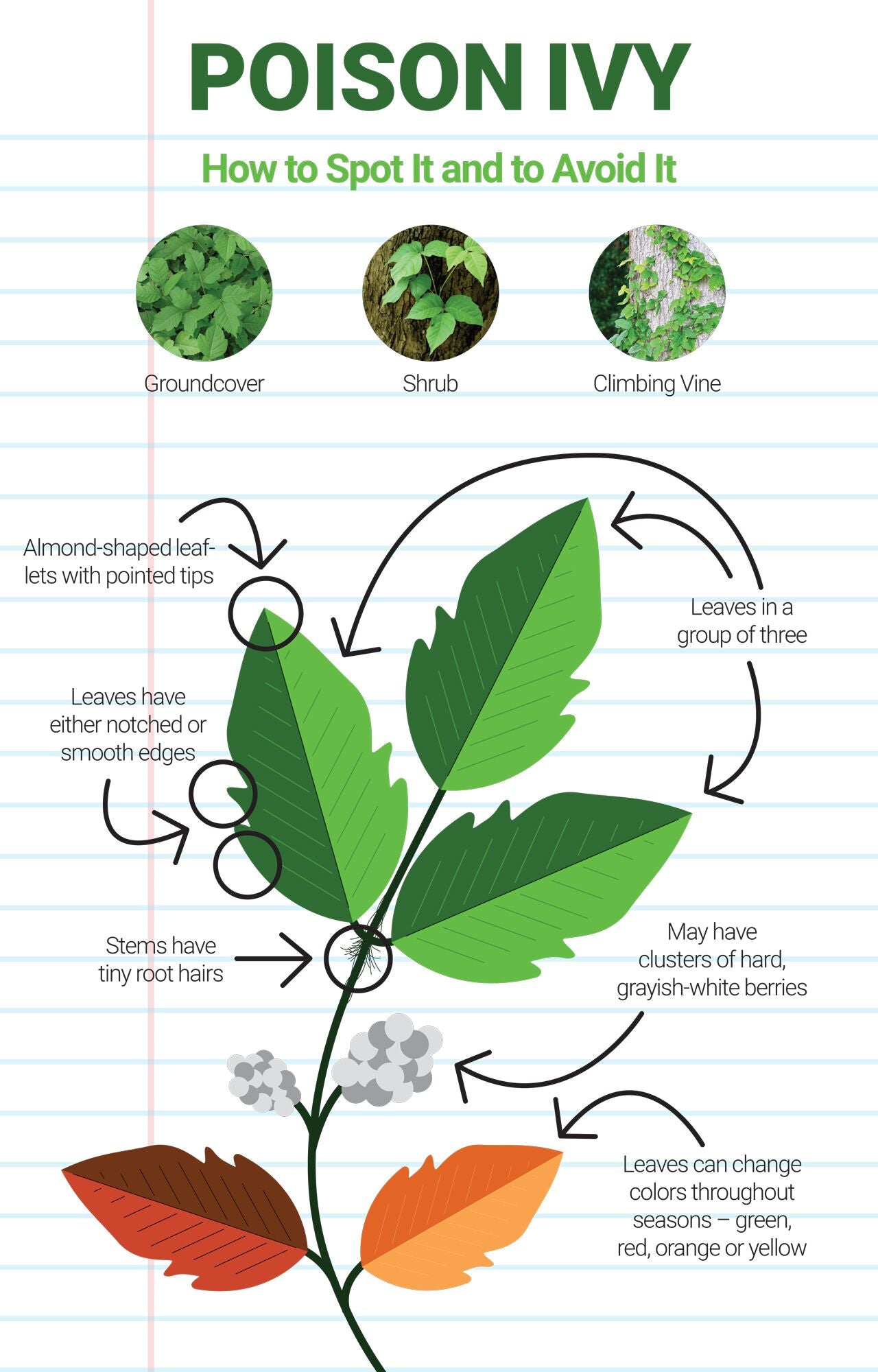 Stages Of Poison Ivy