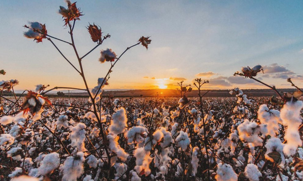 Organic Cotton Field