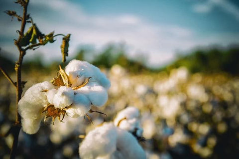 An organic cotton field