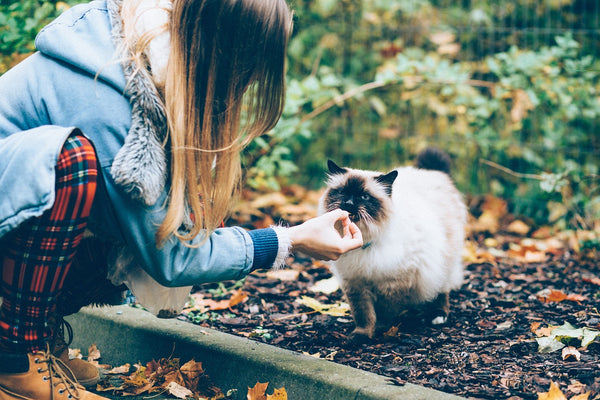 Cats Like Treats