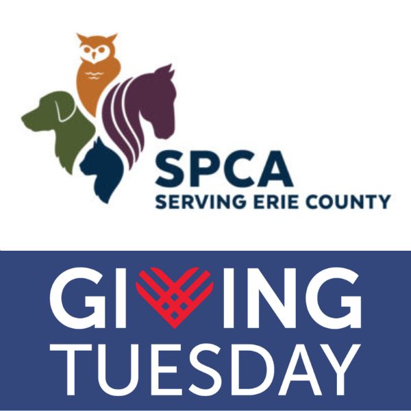 Giving Tuesday to the SPCA 2023