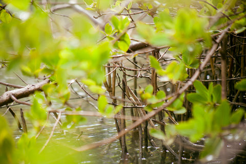 Junna "Manglar rojo"