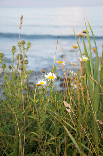 July-Golden-Hour-Wild-Flowers-at-Oceans-Edge