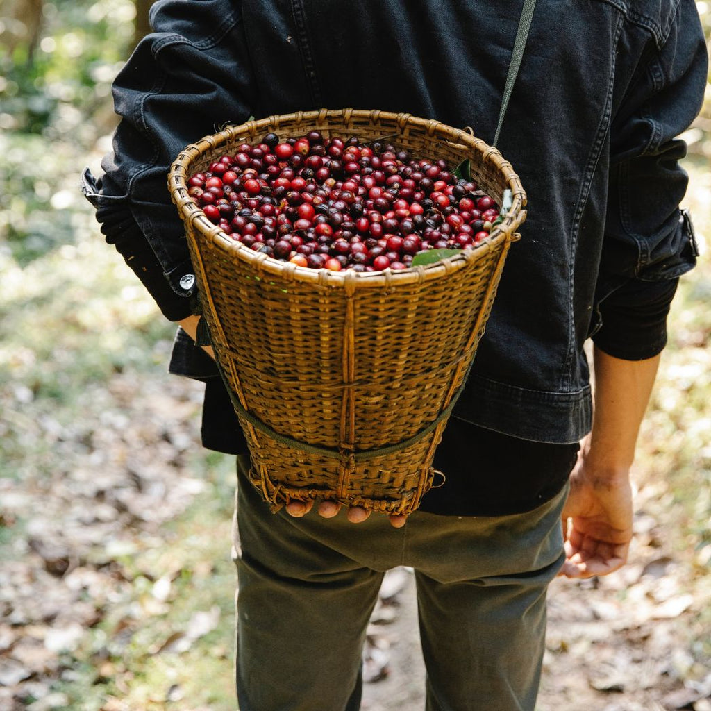 coffee beans harvest best 