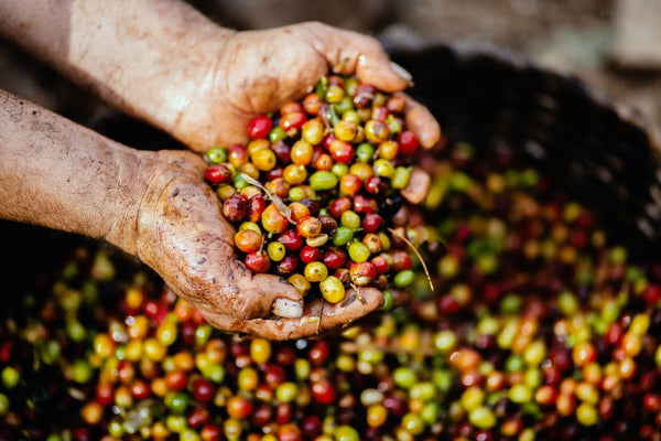 coffee harvest high grown arabica coffee beans