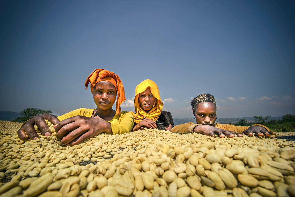 drying coffee ethiopia