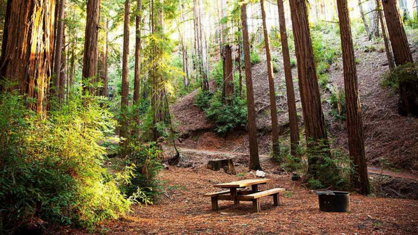 Big Sur Campground and Cabins