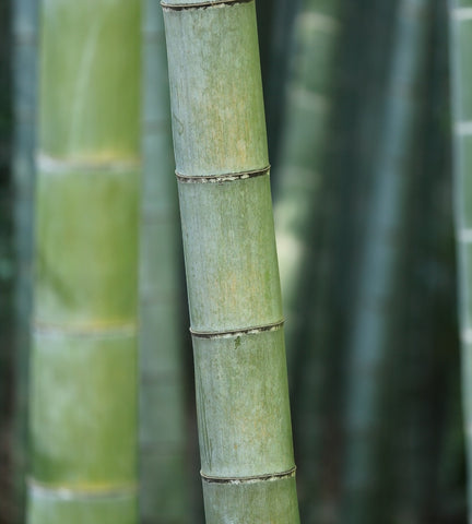 Sugarcane that is used to make sugarcane plastic for our supplement pottles.