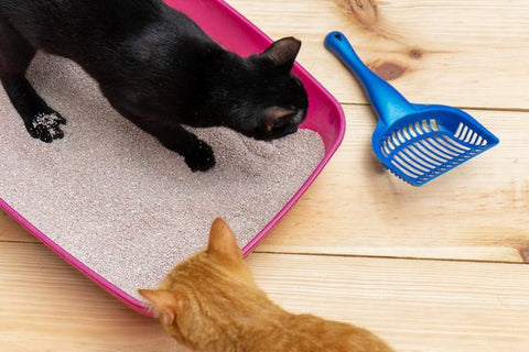 The Best Way to Get Rid of Cat Litter Smell
