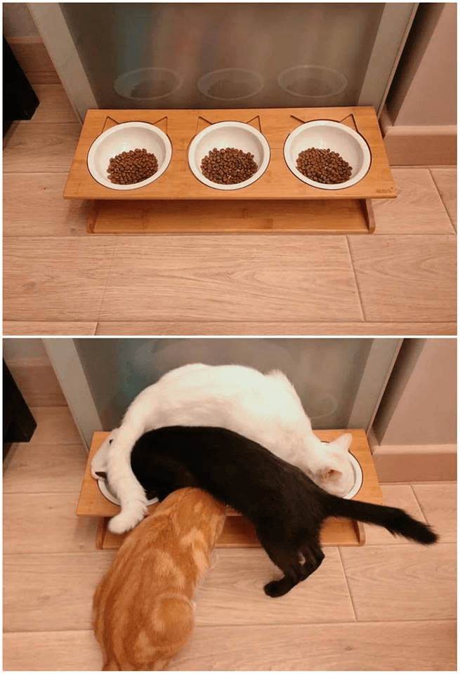 Cat Water bowl and Food bowl