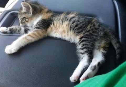 Truck driver rescues stray kitten from the road and does not wake up him when they arrive home