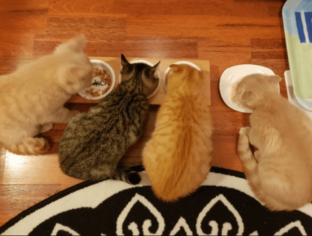 Cat bowl 