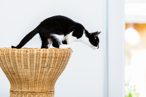 How high can a cat jump?