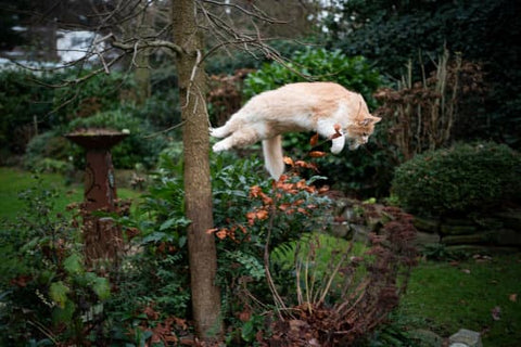 How high can a cat jump?