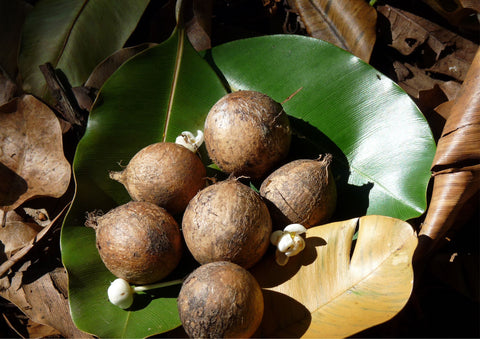 Tamanu Oil