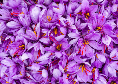 saffron-flowers