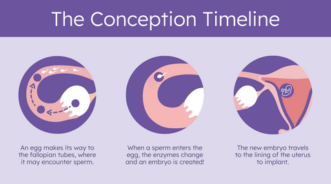 Conception, implantation or birth? When does life begin?